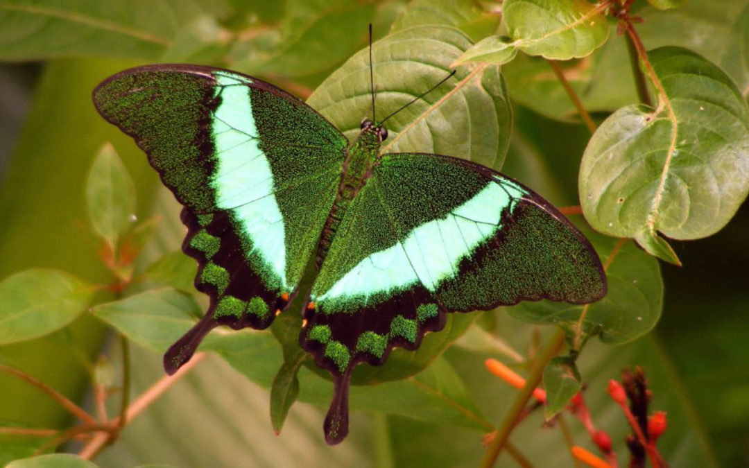 Vlinderparadijs Papiliorama