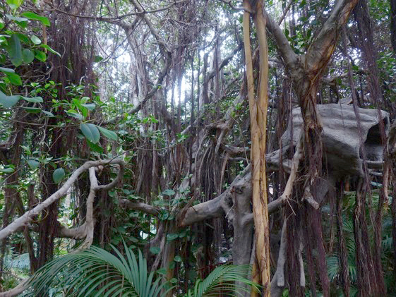 Discovery Jeugd College: Kun je door de jungle slingeren als Tarzan?