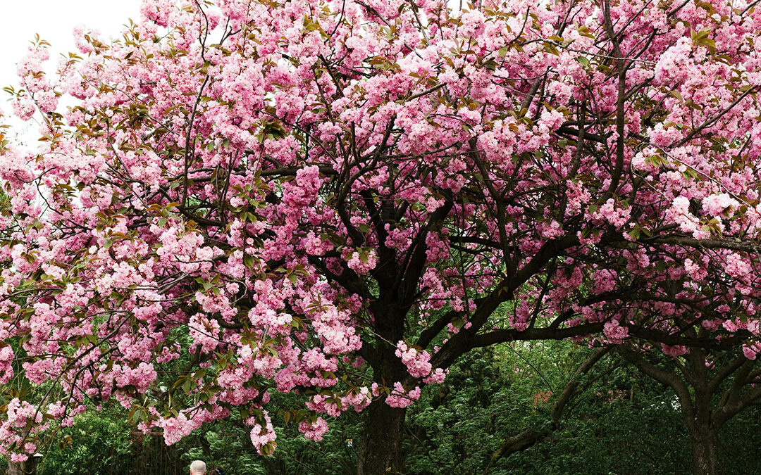 Leuke activiteiten in Nederland om de lente te vieren